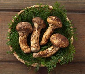 FIVENEWS-Matsutake Jepang Jadi Jamur Termahal di Dunia